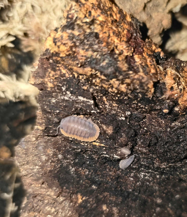 Red edge isopods